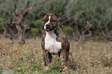 AMSTAFF ADULT 115